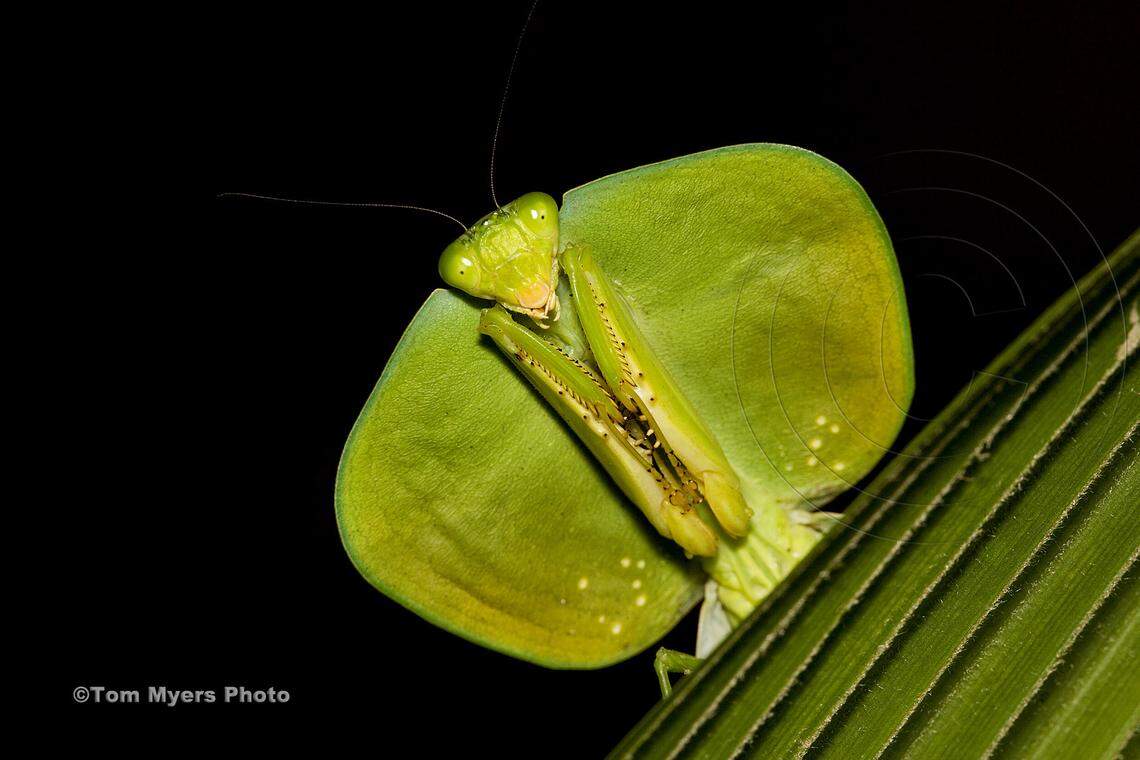 This type of praying mantis in the South American country of Ecuador is called a shield mantid. Photo courtesy of Tom Myers