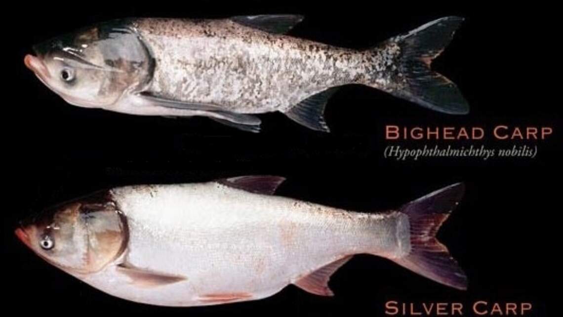 DNA from worrisome invasive carp detected in Central Kentucky lake. No fish found yet.