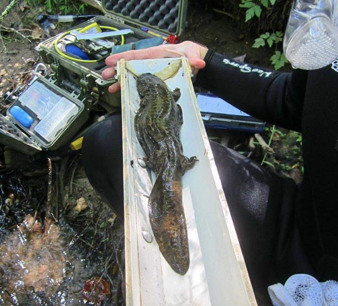 Eastern hellbender at Chattahoochee Forest National Fish Hatchery.