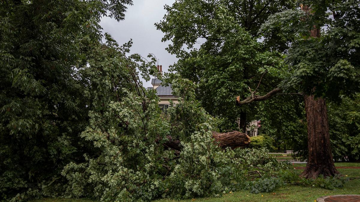 A tree is down in Gratz Park in downtown Lexington Monday.