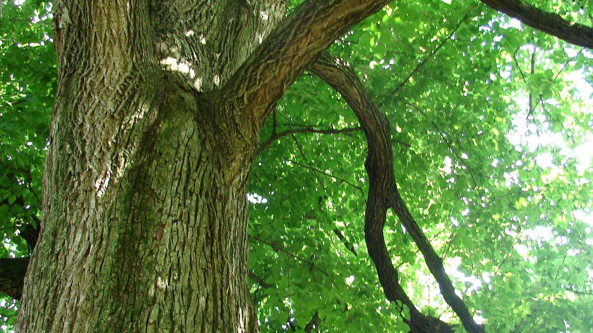 An American basswood beside the Henry Clay monument at Lexington Cemetery is the largest of its species in the state. A plaque next to it says it dates to at least 1776 and has been fully grown for 152 years.