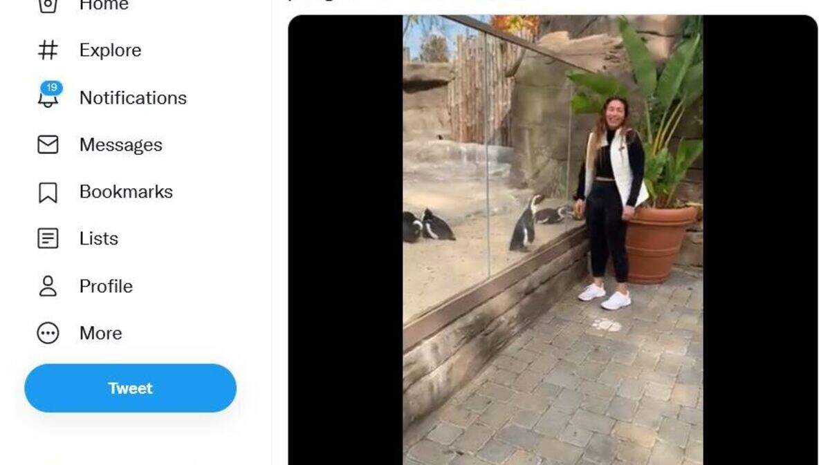 Izzy Meltzer shared a video of an interaction she had with an African penguin at the Cincinnati Zoo.