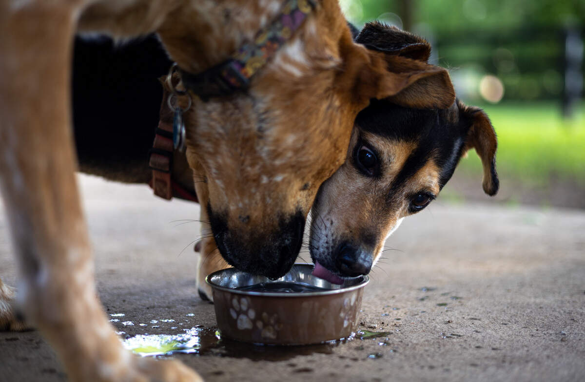 Two dogs, one that has black and brown fur and another that has brown fur with white spots, drink from a water bowl. One has its tongue out, mid-drink.