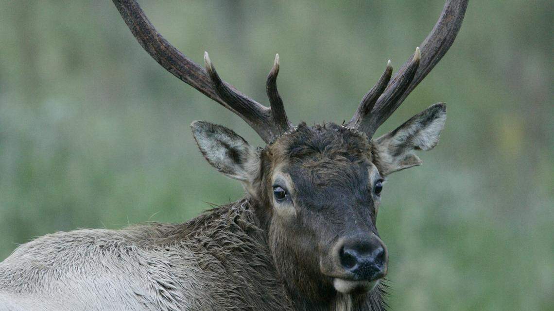 Will Wichita see more elk in city limits? Here’s what a Kansas wildlife official says