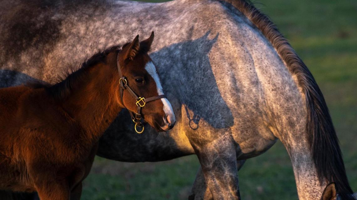 Horses stand in a field at Mill Ridge Farm in Fayette County, Ky., April 25, 2023.