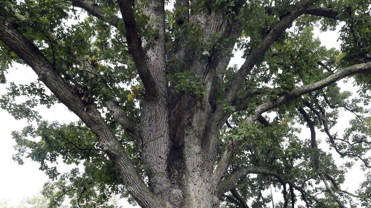 Arborist Dave Leonard inspected the 300-year-old bur oak near the corner of Harrodsburg Road and Military Pike in Lexington earlier this month. He said the tree needs 100 feet of space to avoid root damage.