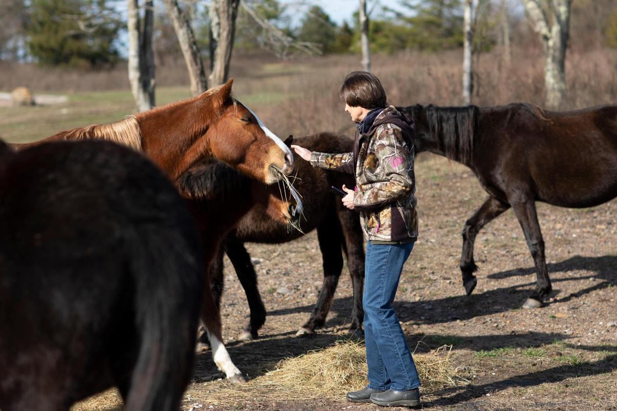 Bernice Amburgey brings hay to help feed the hundreds of free-roaming horses that live on mountaintops and reclaimed mine land in southeastern Kentucky near Elk View in Breathitt County, Ky., Tuesday, December 13, 2022. Amburgey is a welfare manager and board member with the non-profit the Appalachian Horse Project.