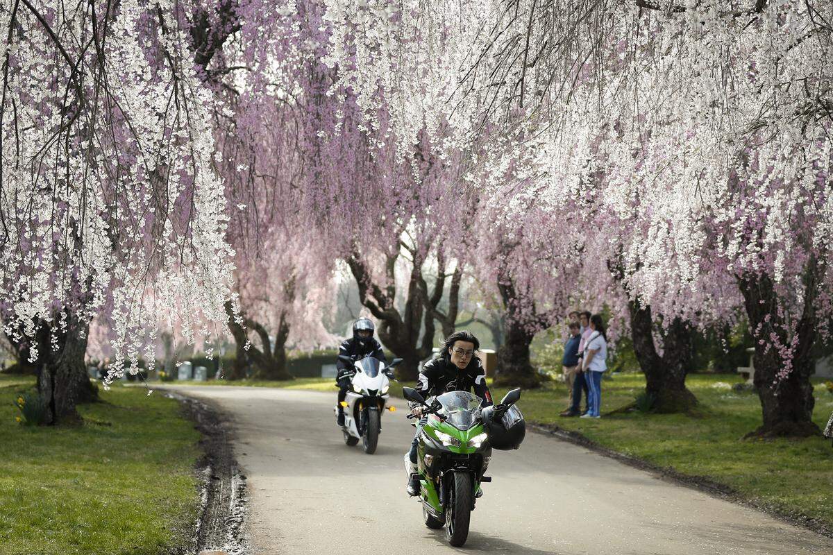 Motorcyclists ride past flowering trees at the Lexington Cemetery Wednesday in Lexington.