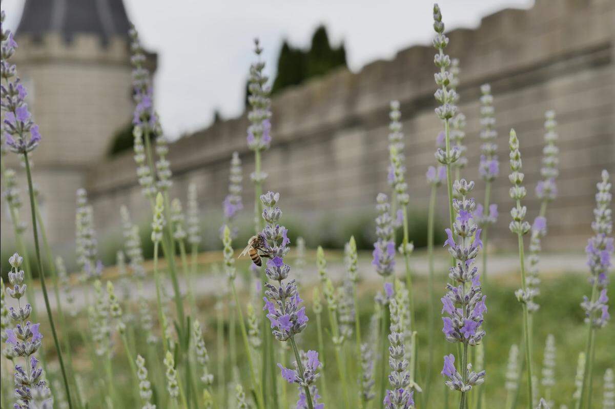The Lavender Festival at the Kentucky Castle will take place from June 12-14.