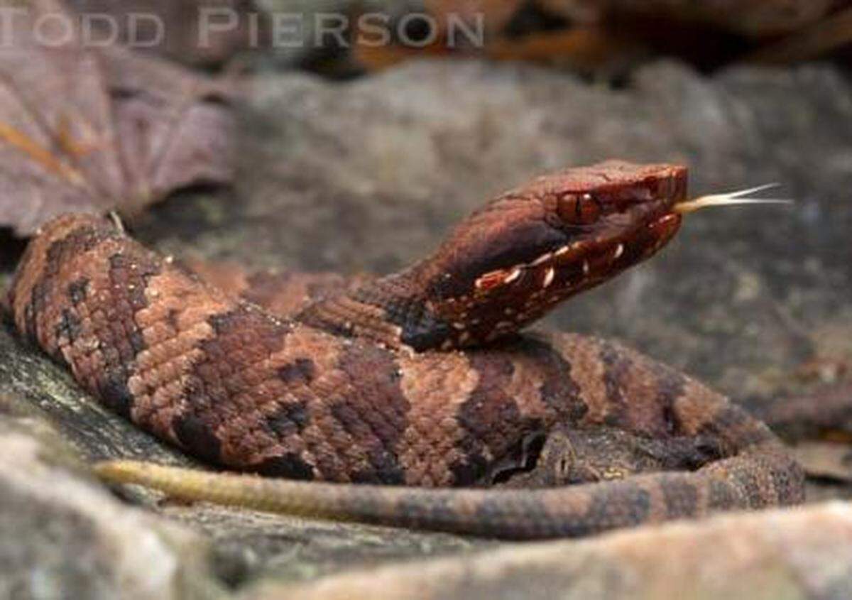 A photo of a western cottonmouth, retrieved from kysnakes.ca.uky.edu/venomous. Photo courtesy of the University of Kentucky’s Department of Forestry. 