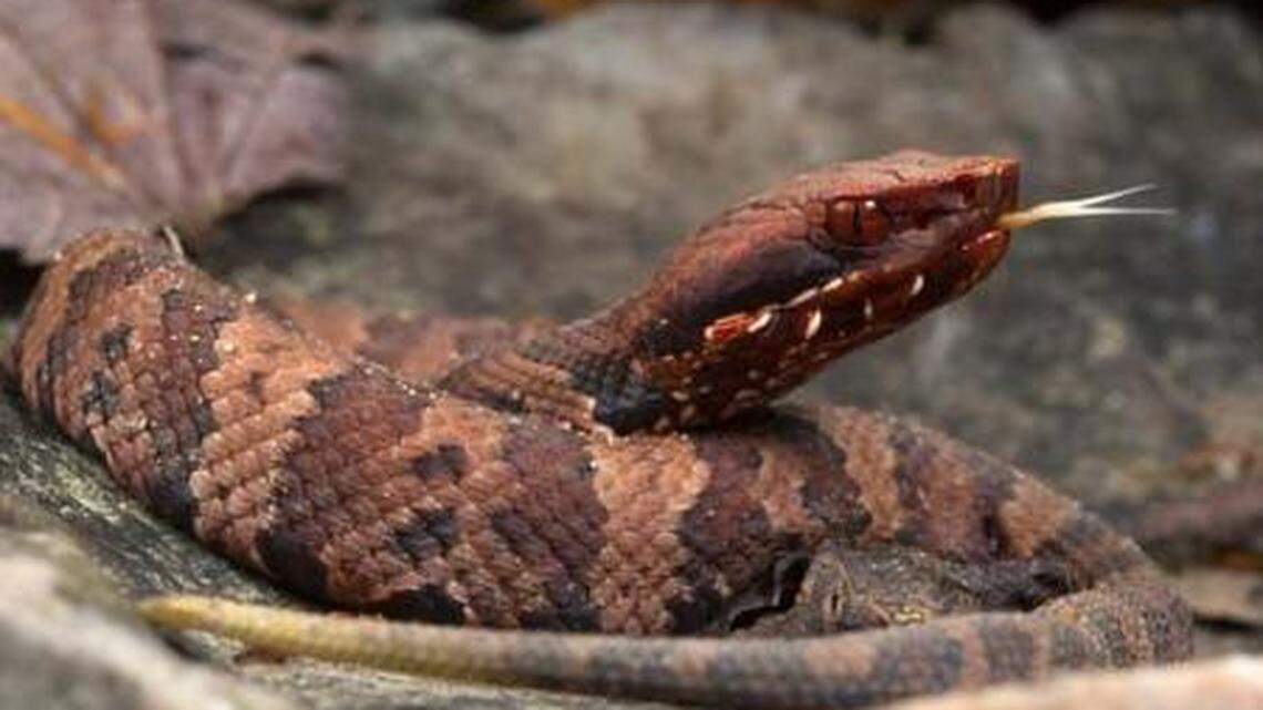 A photo of a western cottonmouth, retrieved from kysnakes.ca.uky.edu/venomous. Photo courtesy of the University of Kentucky’s Department of Forestry. 