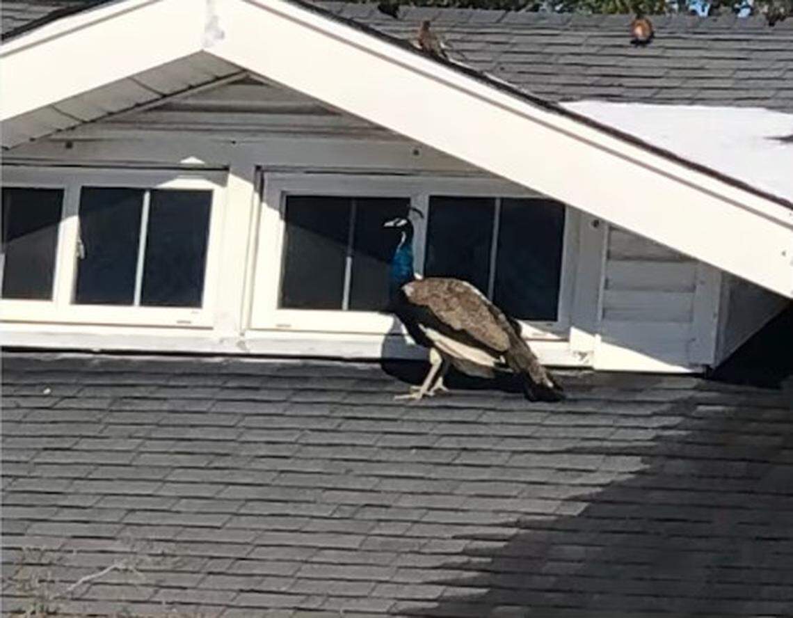 A peacock was seen hopping from roof to roof at homes on French Avenue in Winchester recently. It was successfully recovered.