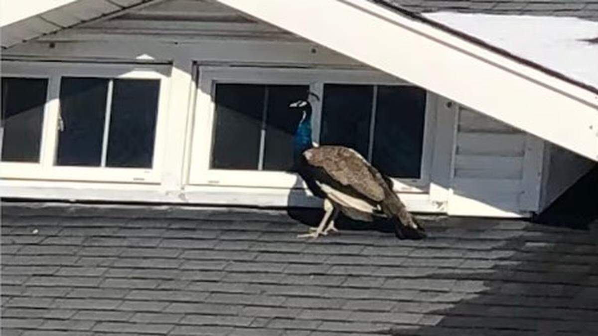 A peacock was seen hopping from roof to roof at homes on French Avenue in Winchester Saturday.