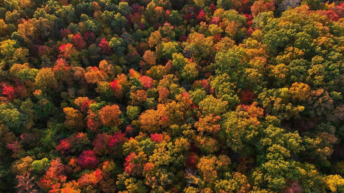 Fall colors are on display in the Daniel Boone National Forest on Saturday, Oct. 19, 2022.