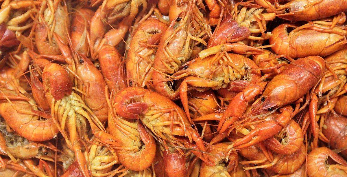 Boiled crawfish was on the evening menu at Bourbon ‘n Toulouse’s Fat Tuesday party in Lexington, Ky., on March 4, 2014. Photo by Pablo Alcala | Staff