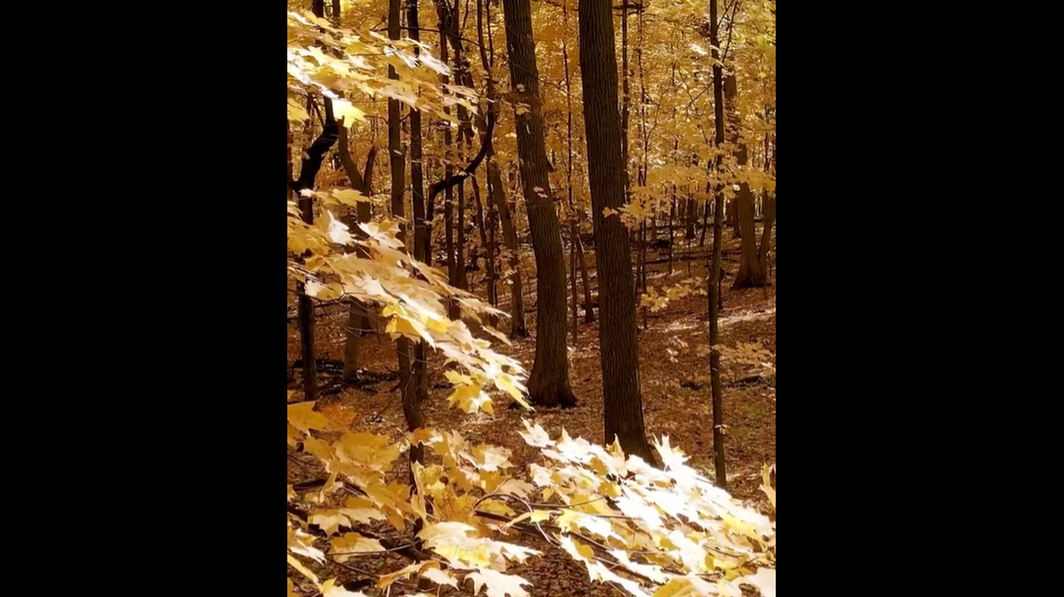 The woman’s skull was found in a bag by “a group of Boy Scouts walking through the woods” near Houlton, Wisconsin, investigators say.