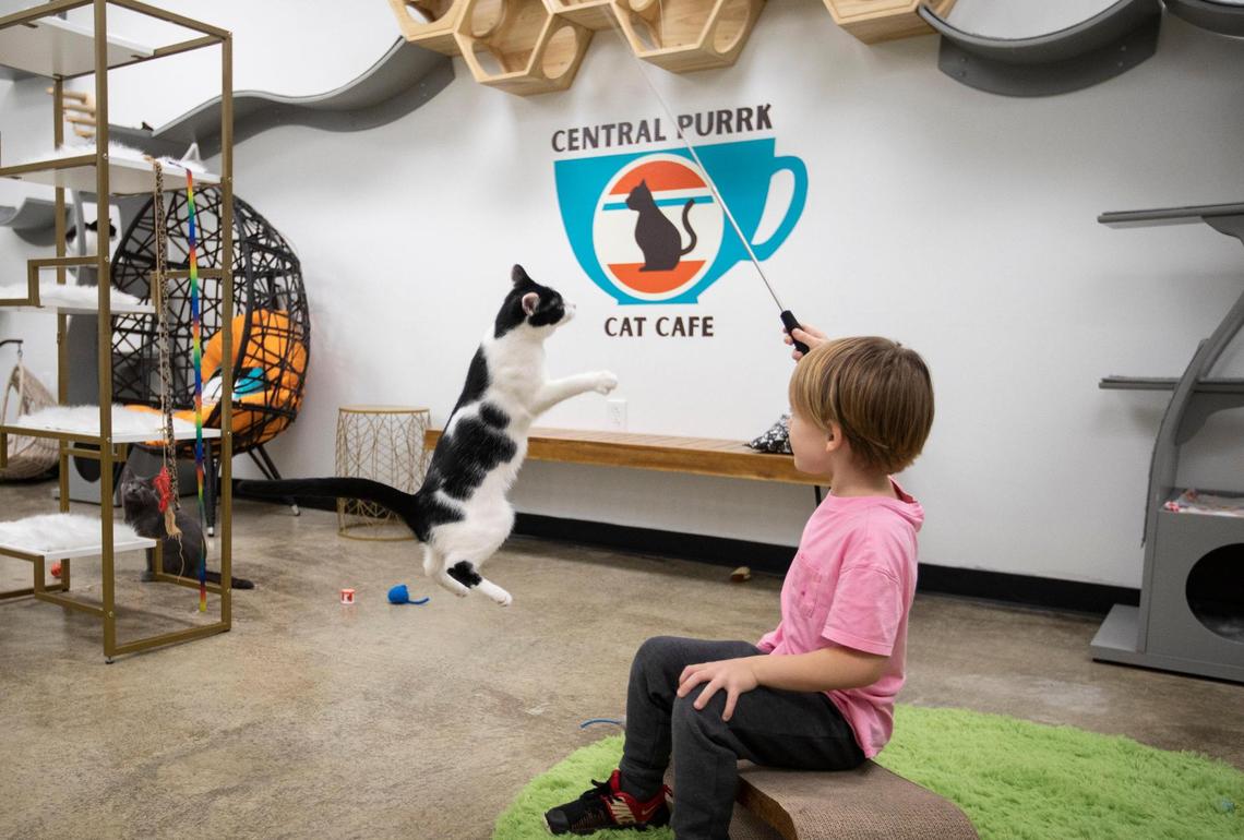 Maisey Fitzgerald, 5, plays with cats at Georgetown’s Central Purrk Cat Cafe, which serves coffee, beer, baked goods from Midway Bakery, and has cats up for adoption. You can also make reservations to play or pet the cats.