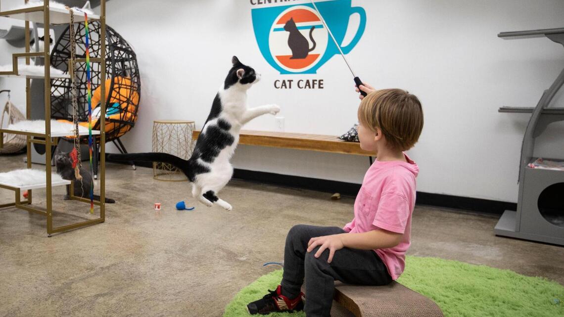At Central Kentucky’s only cat cafe, grab coffee, play with or adopt a furry friend