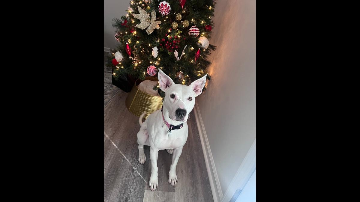 Three-year-old Ice, a bull terrier mix, waited more than 500 days for adoption. A Lexington family took her in just before Christmas. In this photo, she can be seen posing next to a Christmas tree. She's a white dog with pointy ears and a long face. She looks mild-mannered and maybe a little timid.