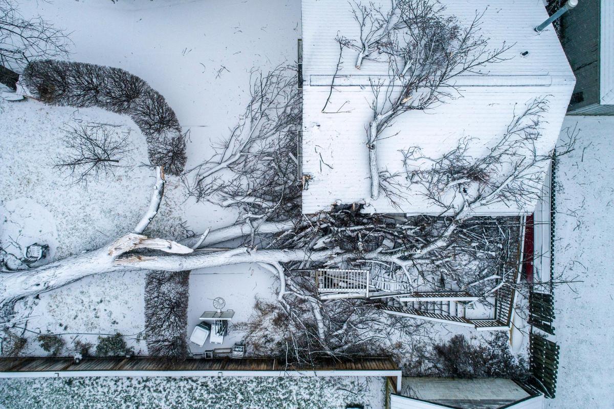 A tree fell in the backyard of a home on Central Avenue in Lexington, Ky., overnight on Thursday, Feb. 3, 2022. The homeowner said no one was injured.