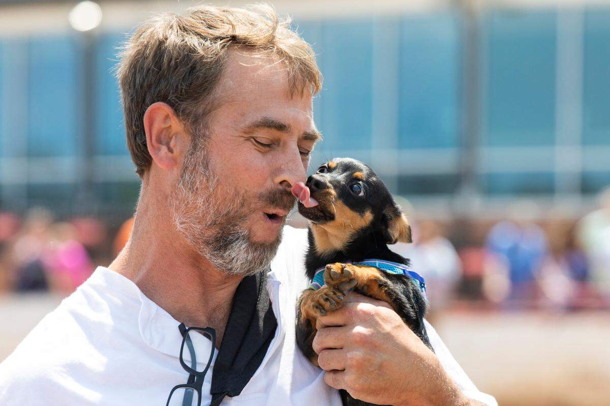 A dachshund owner gets licked by his dog after one of Red Mile’s 2021 Wiener Dog Race at Red Mile Race Track in Lexington, Ky., Sunday, August 1, 2021. The track is also hosting Wiener dog, corgi and all breed races this weekend, Sunday August 8.