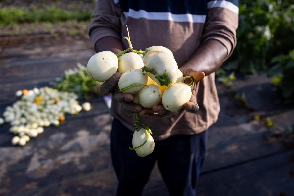 Albert Mbeku, a Congolese refugee, holds a handful of eggplants that were harvested from a plot of land in Lexington, Ky., on Saturday, Aug. 12, 2023.