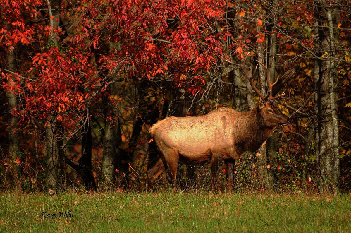 A good way to experience fall color and see a herd of elk at the same time is at Jenny Wiley State Resort Park.