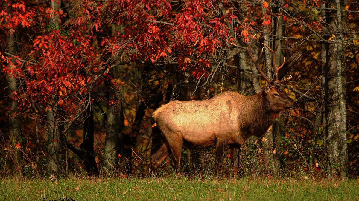 An elk is seen at the Jenny Wiley State Resort Park in Prestonsburg in this file photo.
