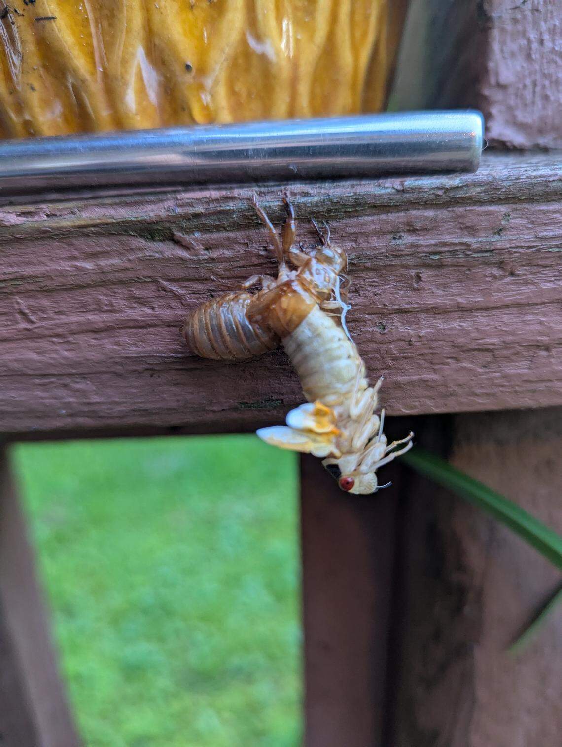 A cicada emerges from its exoskeleton while clinging to a fence post in McCreary County.