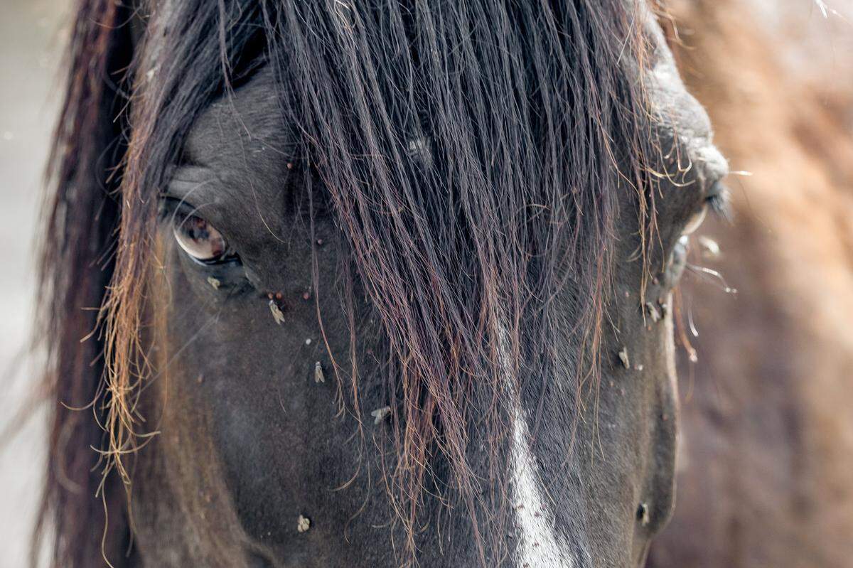 Flies and ticks cling to the head of a wild horse near a former surface mine in Breathitt County on Friday, July 11, 2025.