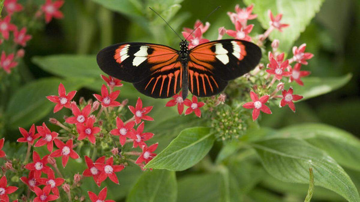 A butterfly from the Heliconius genus, which can be found in Brazil, landed on an Egyptian star flower at last year's show.  