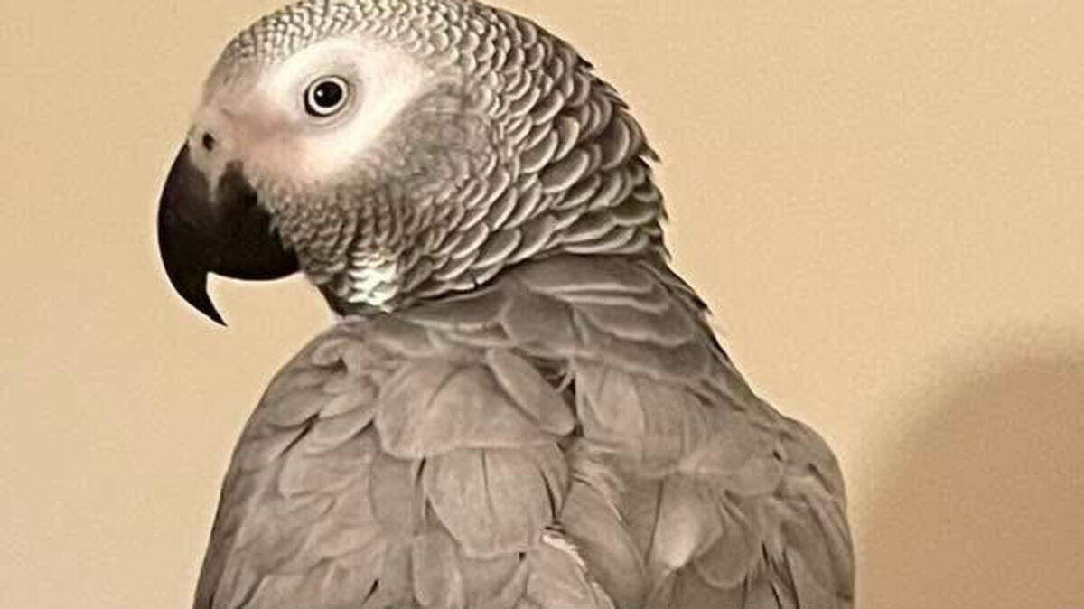 Chuk Trisko’s parrot, Charlie, went missing Thursday in Lexington. He’s offering a reward for anyone who finds the bird, which he’s owned for about 20 years.