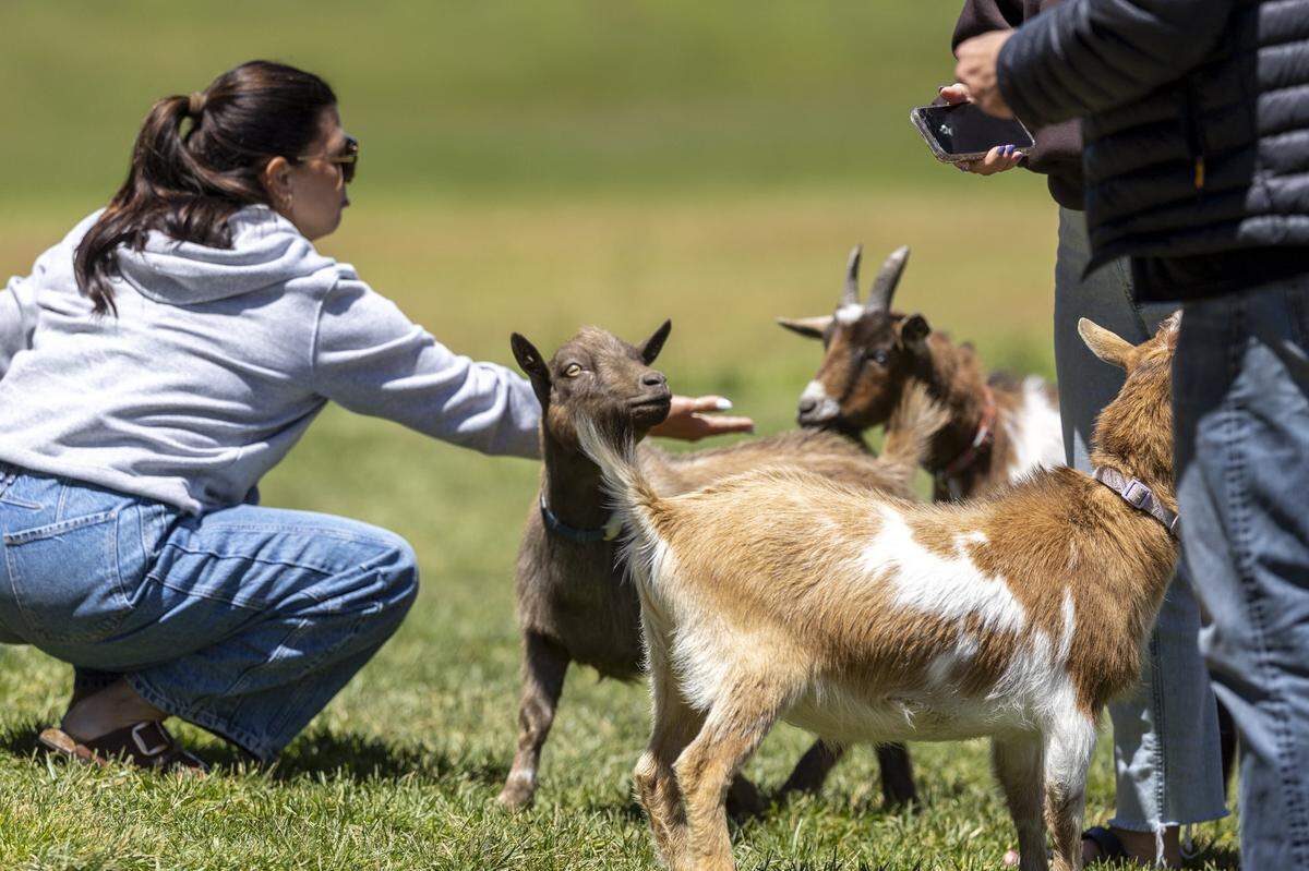 Goats on the 127-acre working farm at Whiskey Thief Distilling Co. in Frankfort, Ky., greet visitors on Thursday, May 7, 2026.