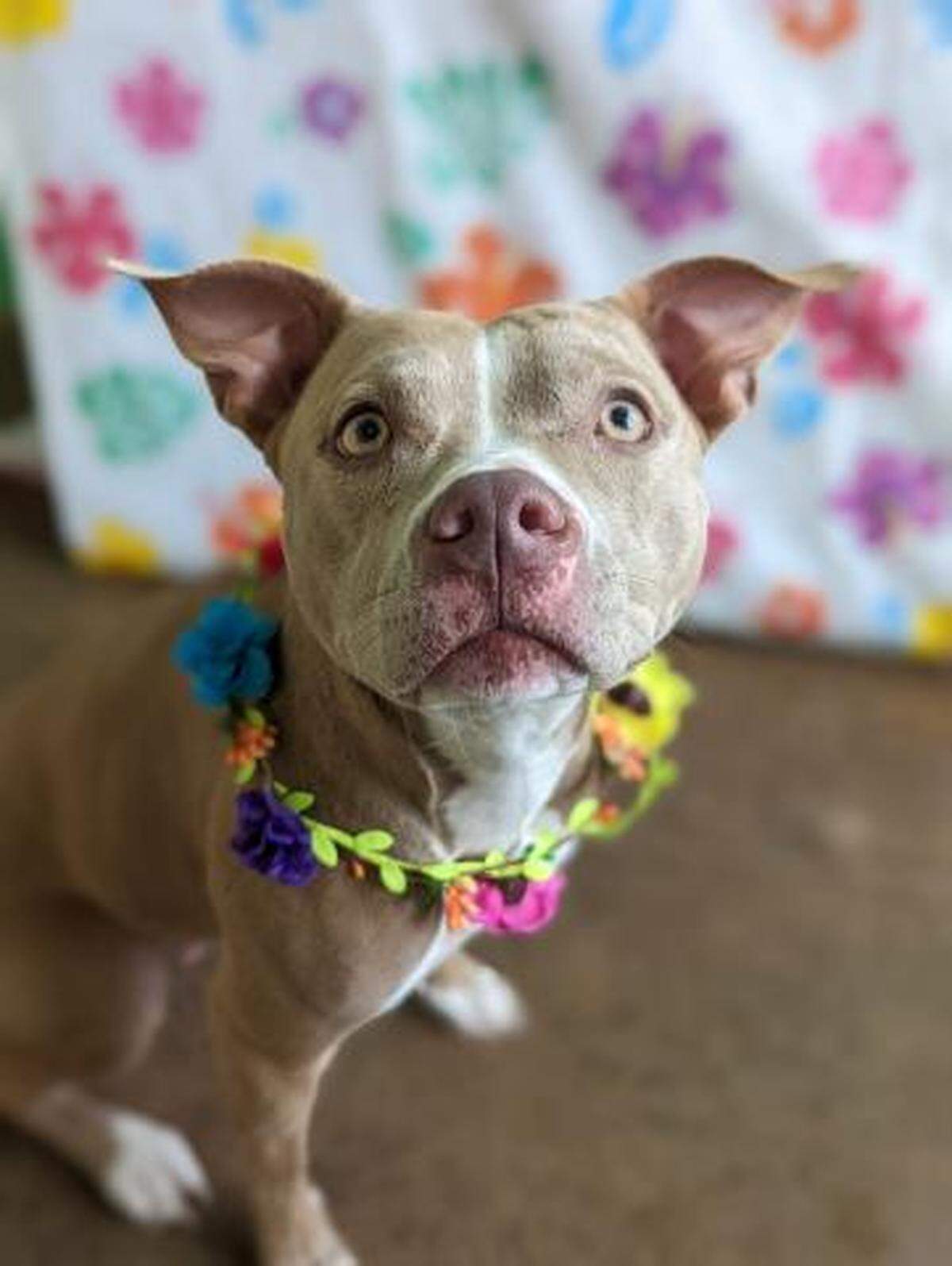 Citronella is currently up for adoption from the Lexington Humane Society.