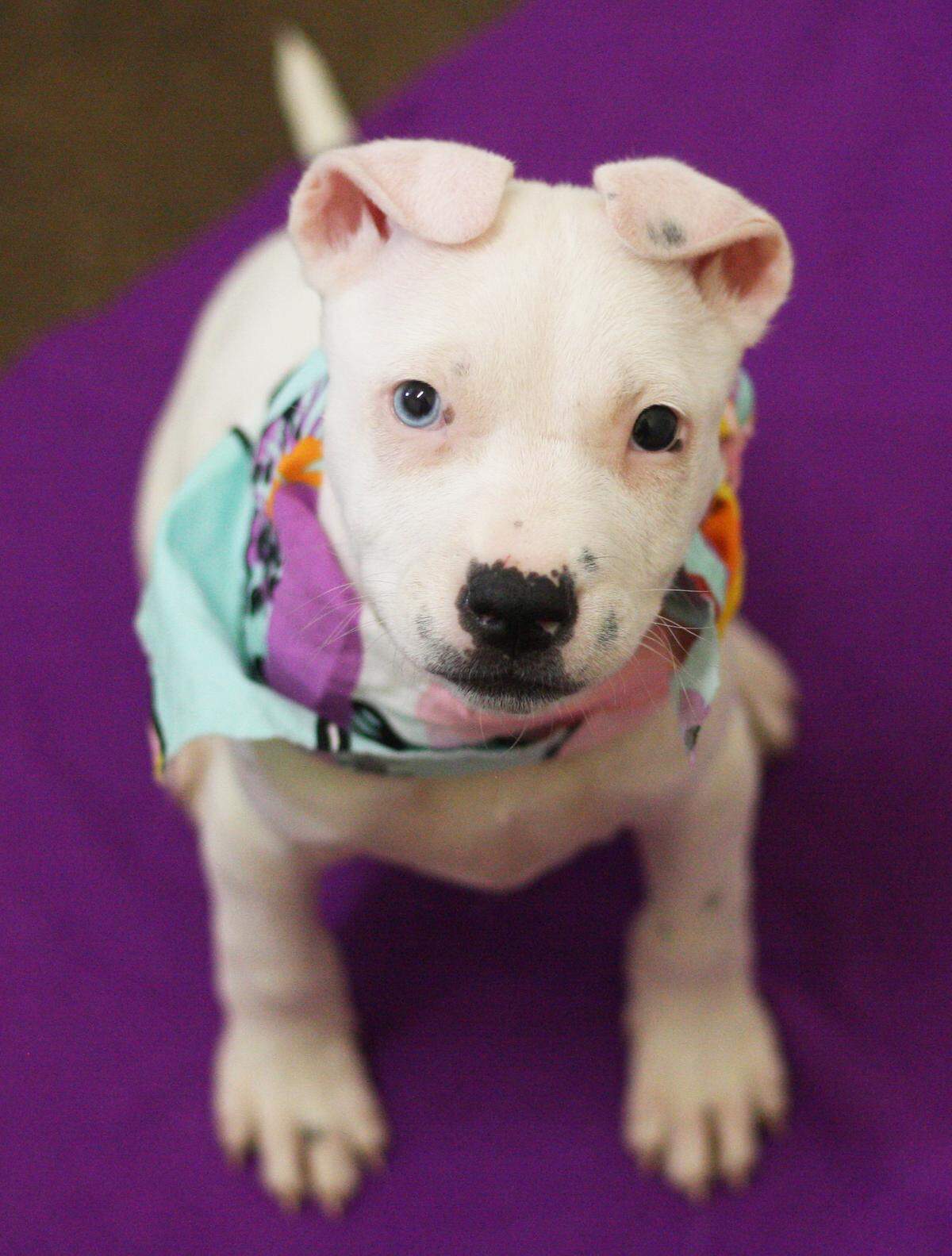 The Lexington Humane Society will have puppies and dogs (like this one named Edith but not Edith who has been adopted) at the Tails & Ales fundraiser at The Campbell House.
