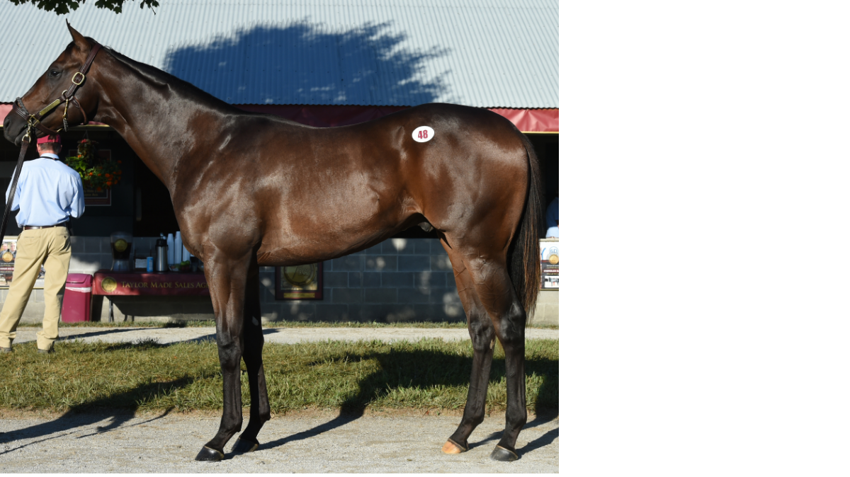 A colt by Medaglia d’Oro out of stakes winner Spring Party, by Smart Strike, sold for $1 million.