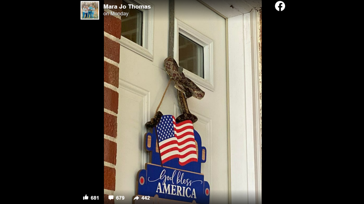 A snake coiled on a door hanger bit a Kentucky mother in the face.