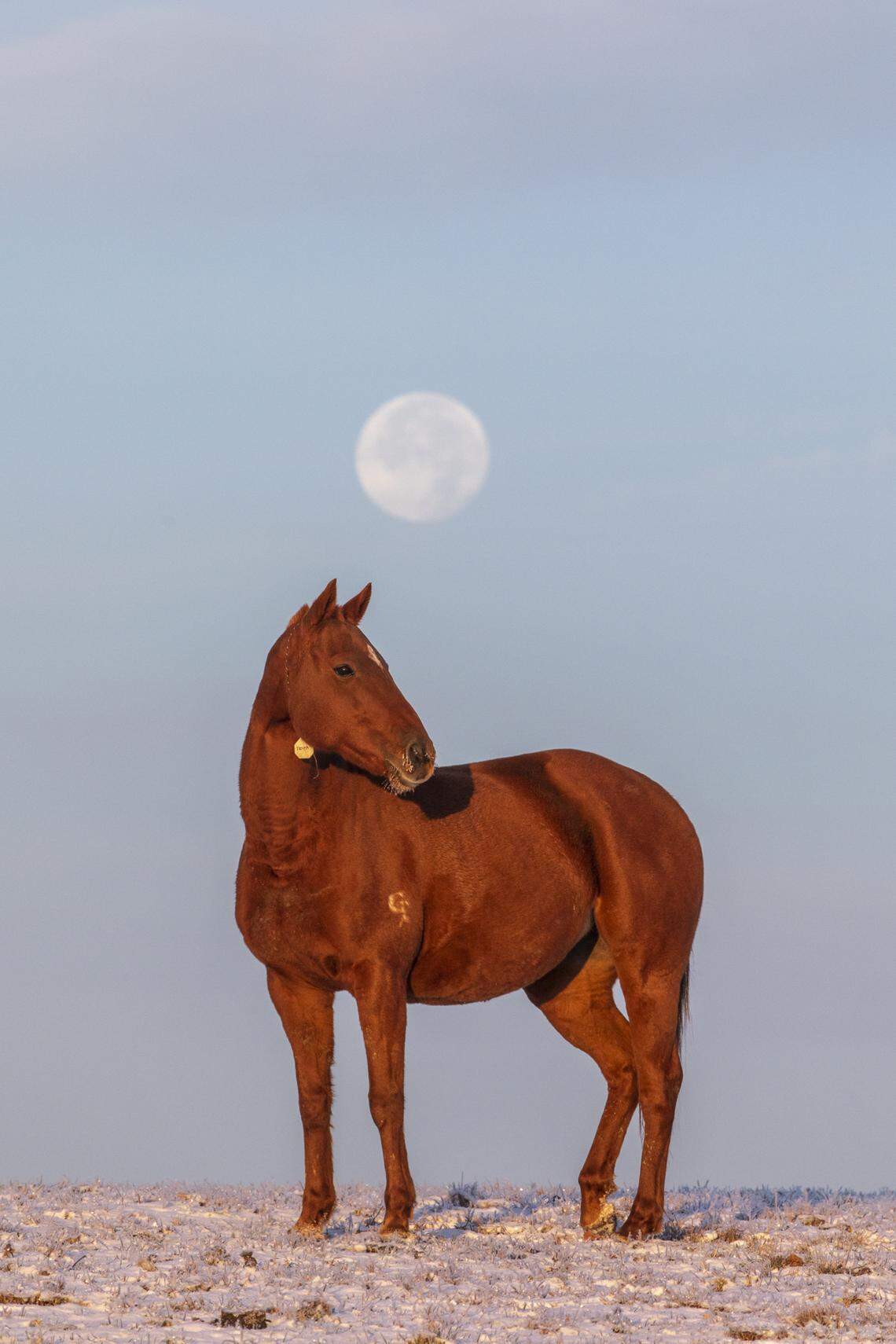 A horse stands in a field near Mt. Horeb Pike as the moon sets in Fayette County, Ky., Wednesday, Nov. 13, 2019.
