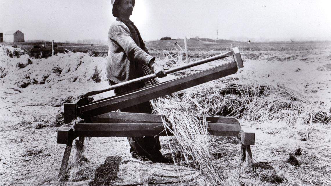 Above: Breaking hemp with a hand brake in Central Kentucky c1920. Photo Credit: Kentucky Historical Society. Below: blah blah blh