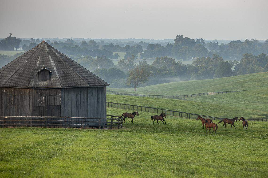 Horses run in a field off North Middletown Road east of Paris, Ky., in Bourbon County Monday, July 29, 2019.
