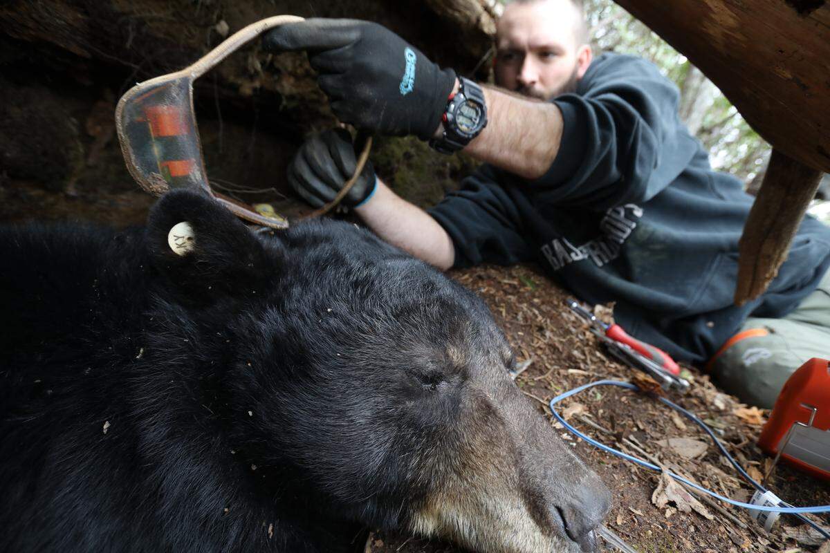 Biologists document cubs in bear dens in southeastern Kentucky each winter and collect research information. Here, Tristan Curry adjusts the tracking collar on an immobilized female bear in McCreary County in March 2018.
