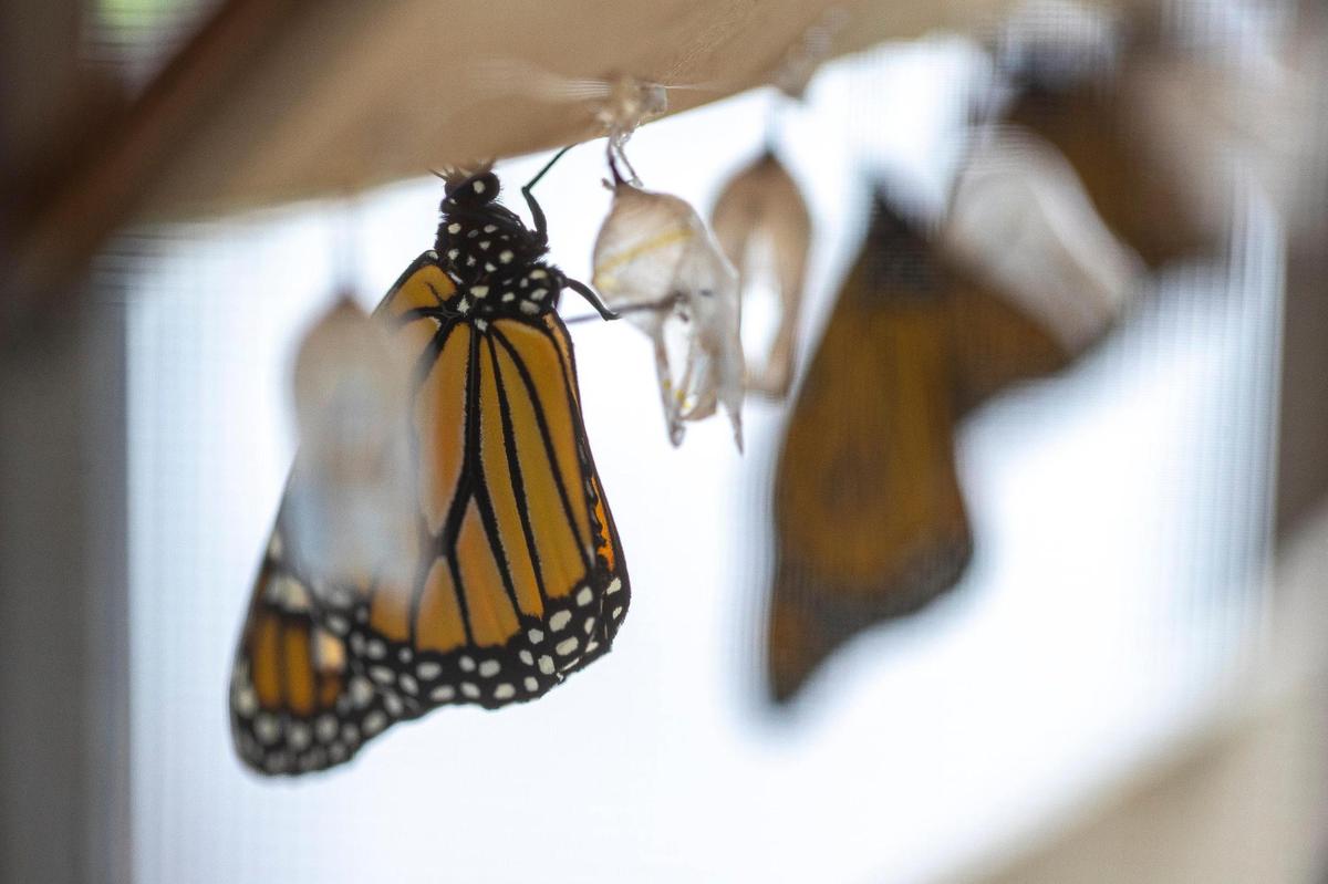 Nearby Alltech is planning on planting milkweed, which the host plant of the monarch butterfly.