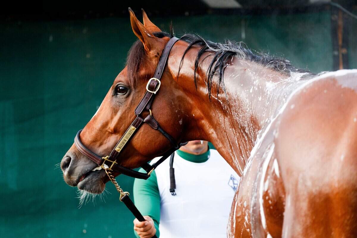 Maximum Security receives a bath after his morning gallop around the track on the backside of Churchill Downs in Louisville, Ky., Thursday May, 1, 2019.