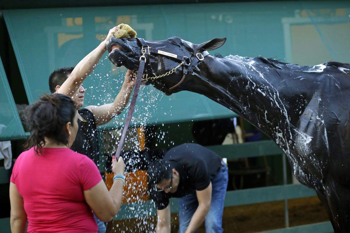Always Dreaming is the only Kentucky Derby champion still racing.