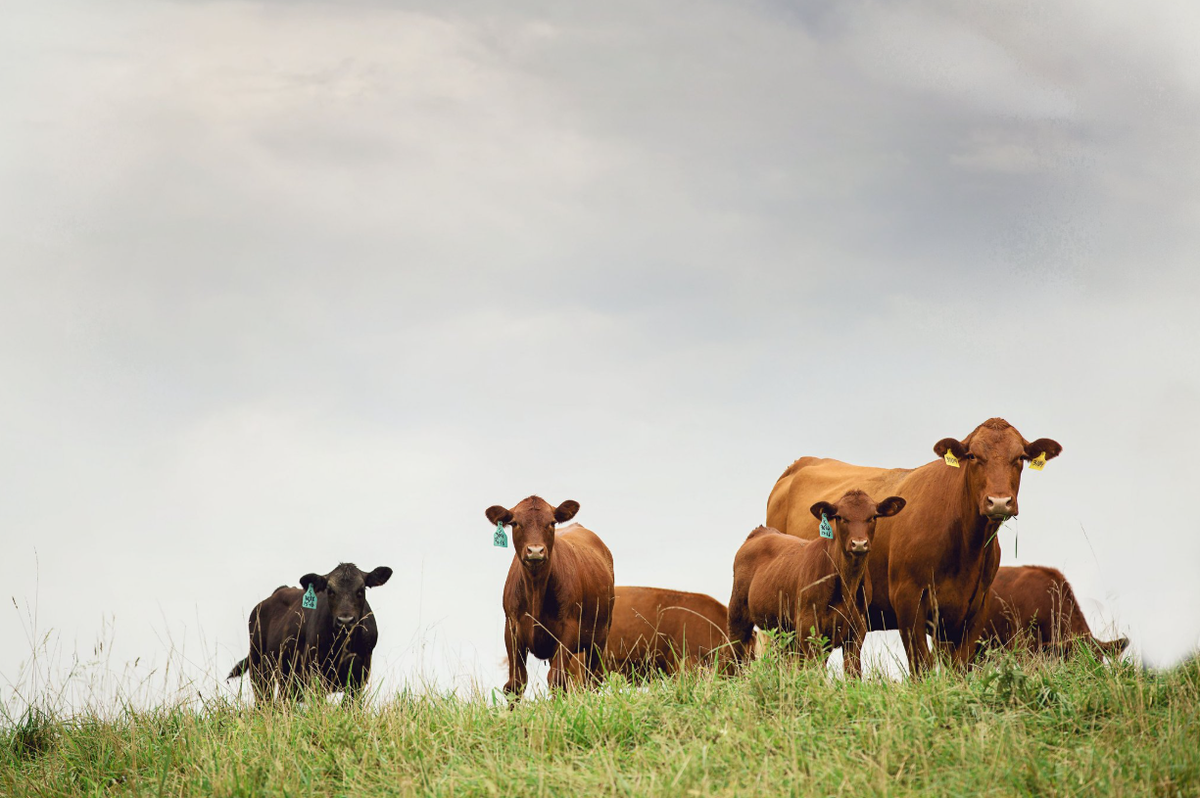Hayden Farms started operating in 1983. Daniel Hayden took over for his parents in 2011 following his graduation from Murray State University. With his wife, Hayden bought the farm from his parents in 2020.