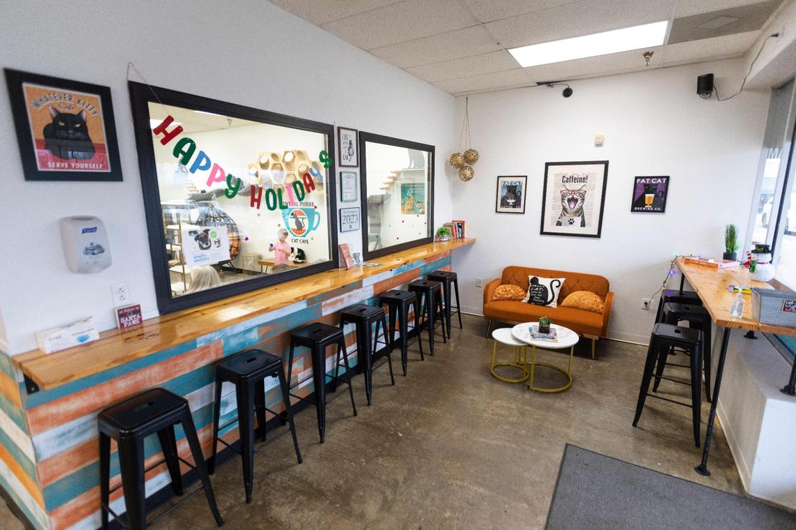 Customers can make reservations to spend time in the cat lounge at Central Purrk Cat Cafe or watch from the coffee shop. The Georgetown cat cafe reached 500 adoptions as the end of 2022 approached. The cafe has been open almost two years, serving coffee and baked goods and adopting out cats from the Scott County Humane Society.