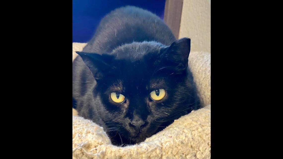 A “not cute and lovable” cat named Creature is seeking a new home, according to Ohio’s One of a Kind Pet Rescue.