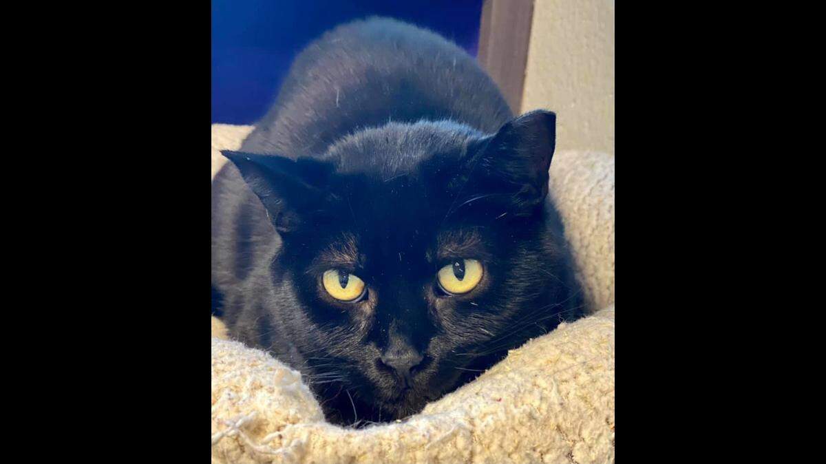 A “not cute and lovable” cat named Creature is seeking a new home, according to Ohio’s One of a Kind Pet Rescue.