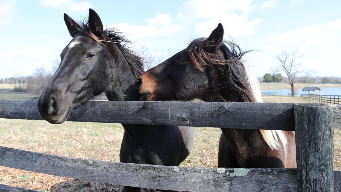Two horses at the farm of Rebecca Rigney on February 13, 2024, who’s facing a crossroad decision on how to address Lockheed Martine’s proposal to purchase her family farm in Paris, KY.