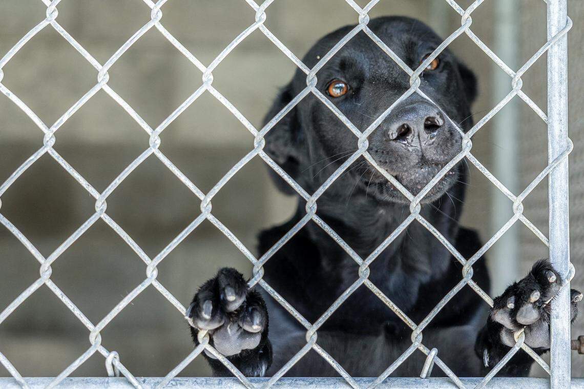 A dog at the Rockcastle Animal Shelter in Mount Vernon, Ky., is photographed Friday, Sept. 5, 2025.